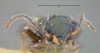 Media type: image; Entomology 16301   Aspect: head frontal view